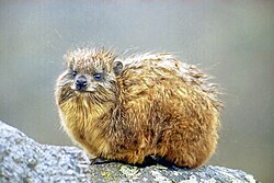 Young hyrax on Mount Kenya